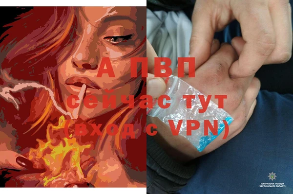 стаф Новозыбков